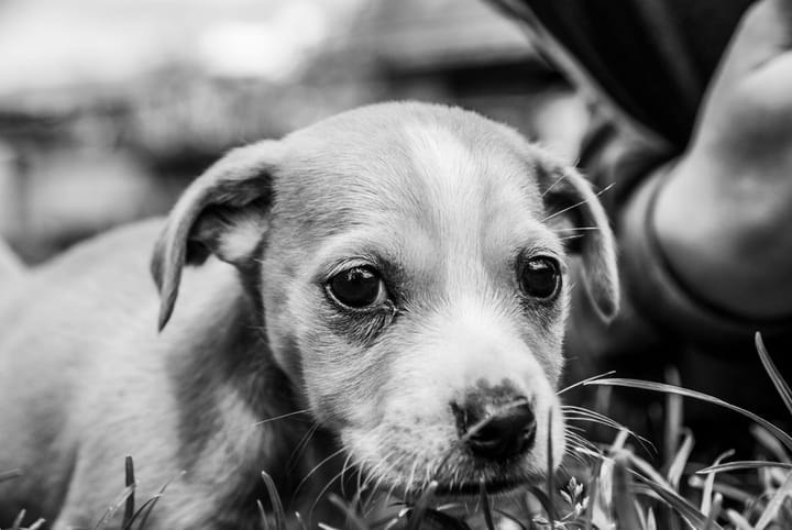 Lenguaje Corporal Canino: los Signos de Estrés, Ansiedad e Incomodidad en Perros